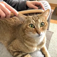 ささん (@sasan_tokage) 's Twitter Profile