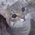 Rat (@_dining_car) Twitter profile photo Rat (@_dining_car) Twitter profile photo