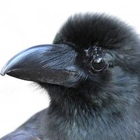 ろと (@roto_cw) 's Twitter Profile Photo ろと (@roto_cw) 's Twitter Profile Photo