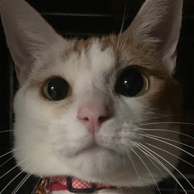ハードねこミミさんのプロフィール画像