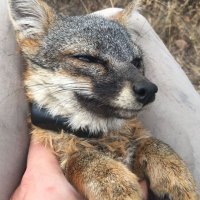 VixeN 🫒🪰 (@puppettitlover) 's Twitter Profile