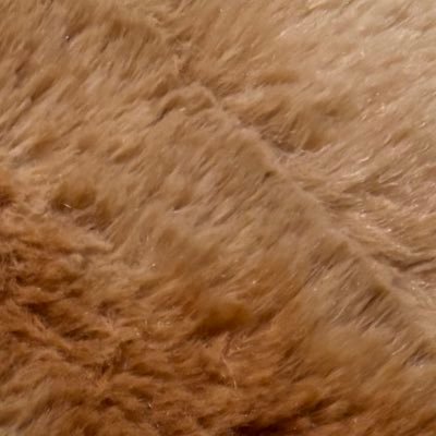 kuromusic3's profile picture. 猫大好きな猫アレ持ち