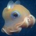 dumbo octopus.. (@oceanfloorblub) Twitter profile photo dumbo octopus.. (@oceanfloorblub) Twitter profile photo