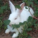 Alice - @Alice7964 - Twitter