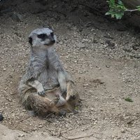 ゲス刈転生 (@gerukari2) Twitter profile photo