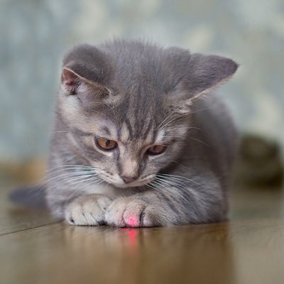 catswFknLAZERS's profile picture. 