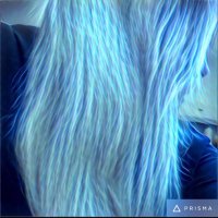 Maître Cyno (@cynorrhodons) 's Twitter Profile