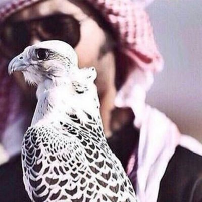 mtadaweel's profile picture. رَبُّ إِنَّي لما أَنْزَلْتَ إِلَيَّ مِنْ خَيْرٍ فَقِيرْ .