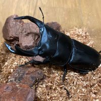 Takujin (@takujinkuwakabu) Twitter profile photo