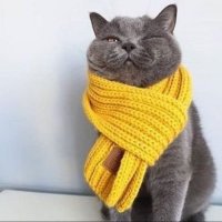 Simay Rengeyiği (@korebi1) 's Twitter Profile