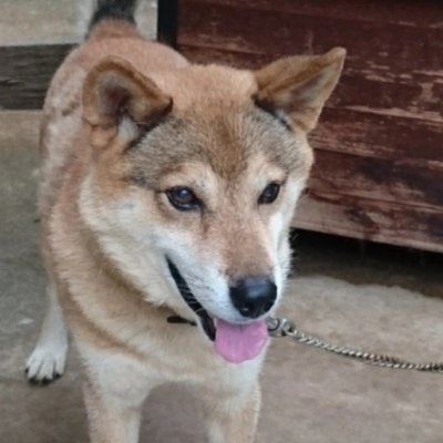 isdkzys's profile picture. 