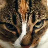 Aya (@oldaya) 's Twitter Profile