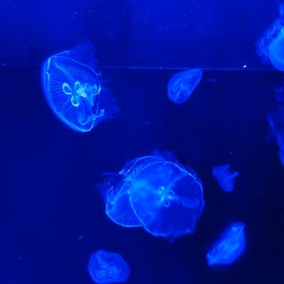 a_ccco's profile picture. Cocco好きが溢れてしまったので。あと猫と馬と漫画とクイーンが好きです。 10/10