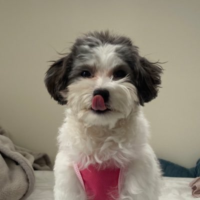 su___mi___su's profile picture. 🎂2024.8.24. おでんばかわいこちゃん1歳