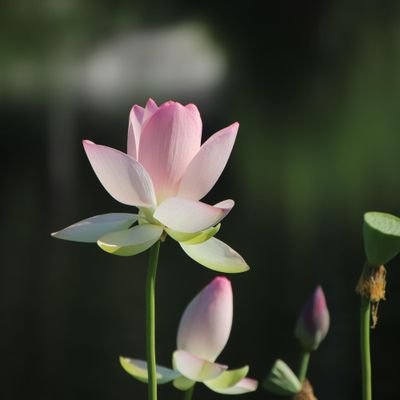 ZLuvNN_3's profile picture. 