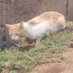 Love_Pets_Shelter (@lovepetsshelter) Twitter profile photo Love_Pets_Shelter (@lovepetsshelter) Twitter profile photo