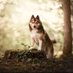 Nala La Pomsky (@nalapomsky) Twitter profile photo Nala La Pomsky (@nalapomsky) Twitter profile photo