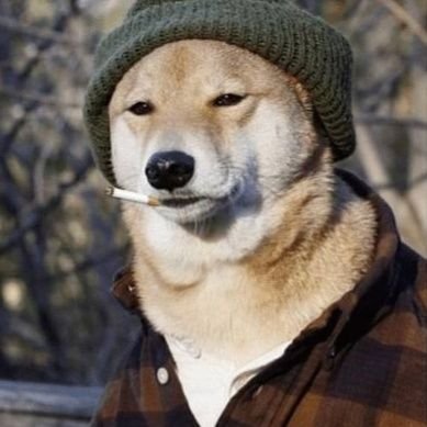 Progedoge's profile picture. 