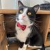 Fred The Cat (@cat_fred_) Twitter profile photo Fred The Cat (@cat_fred_) Twitter profile photo
