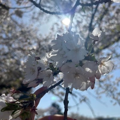 kitty_k_s_c0521's profile picture. ☆高崎☆ ♡Sonar Pocket ko-dai担♡Disney♡ 三兄弟やんちゃ猫3匹♡🎂2022.05.21🎂 🐈‍⬛🏡2022.07.03🐈‍⬛🏡やり直ししました💦