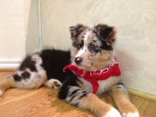 P1, Sports Fan, BBQ Fan,. Wrangler of Brisket, the World's Most Amazing Australian Shepherd. AKA NiblettBrown on the interwebs.