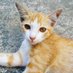แงวตัวหนึ่ง 🐱 (@richcatdevil) Twitter profile photo แงวตัวหนึ่ง 🐱 (@richcatdevil) Twitter profile photo