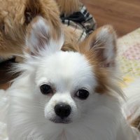 みふゆ (@vyo57ry5) 's Twitter Profile