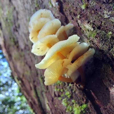 ElazarHeard's profile picture. 