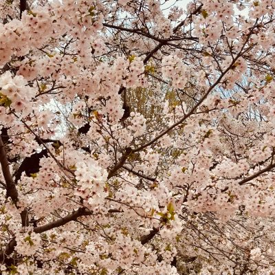 なつみかんさんのプロフィール画像