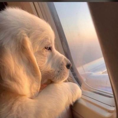 Daskim_co's profile picture. God-fearing, Forex/crypto Trader, Financial Analyst and Student

(Don't lust after meat when your talent is in bones)