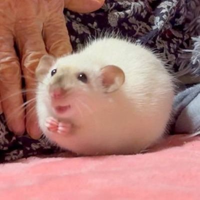 Ham_yuhwa's profile picture. 장래희망 햄스터공힉박사