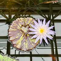 SNOOSNOOLOVE (@hh_311_gukn_bea) 's Twitter Profile Photo