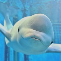 belugashark (@belugshark) 's Twitter Profile Photo