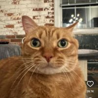 Matthew Gleeson (@imatthewgleeson) 's Twitter Profile