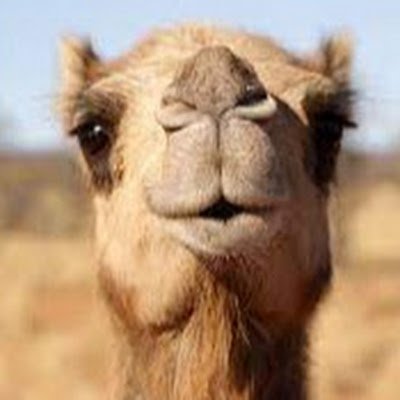 Albarwani7474's profile picture. 