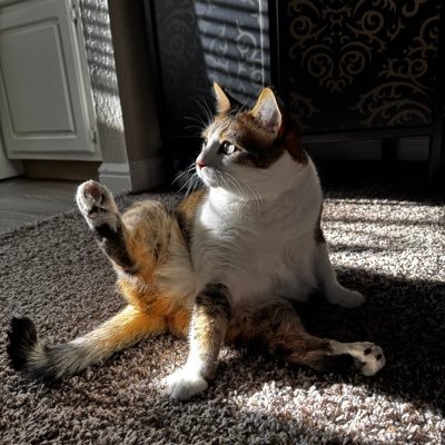 defnotacult_333's profile picture. Concerned Proud American and registered voter. I support the freedom to think logically and speak freely.