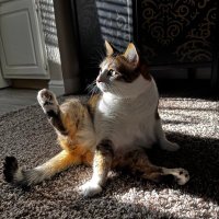 DontBanMeBro _333 (@defnotacult_333) 's Twitter Profile Photo