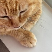 ๋ณด๋ฌ์ ๋ฌ๋ (@happybonimeow) 's Twitter Profile Photo ๋ณด๋ฌ์ ๋ฌ๋ (@happybonimeow) 's Twitter Profile Photo