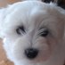 Philippdomebackup (@philippbackup) Twitter profile photo Philippdomebackup (@philippbackup) Twitter profile photo