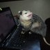 squashed opossum (@usser144) Twitter profile photo squashed opossum (@usser144) Twitter profile photo