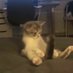 catttttt (@acattttttttttt) Twitter profile photo catttttt (@acattttttttttt) Twitter profile photo