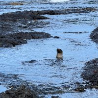 Mid Aged Mammal (@mid_aged_mammal) 's Twitter Profile