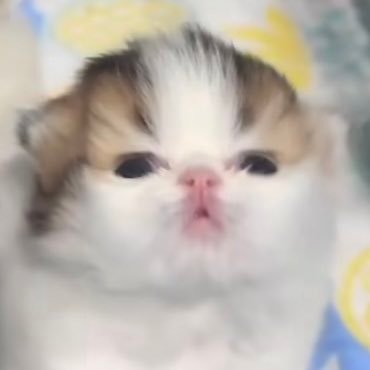 anurak34521nu's profile picture. 