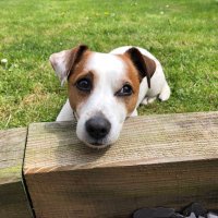 Wilbur (@unicornpupster) 's Twitter Profile Photo