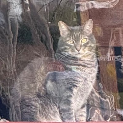 Cats. Books. History. Nature. Kindness. Love. Science. Gardening. Democracy. Sustainable farming. Universal healthcare. Gentle density. Tree hugger.