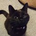 Awan. (@blackstrycat) Twitter profile photo Awan. (@blackstrycat) Twitter profile photo