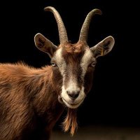 THE SUPERGOAT (@huskingpin) 's Twitter Profile