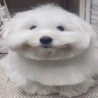 잠돼지 (@deepsleepdog) 's Twitter Profile Photo