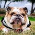 Bulled Dog (@bull_dog_club) Twitter profile photo Bulled Dog (@bull_dog_club) Twitter profile photo