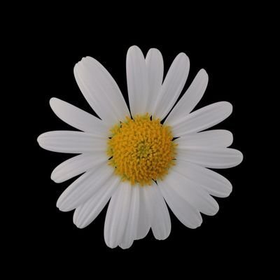 579Riuo's profile picture. ⛺ #camper4life